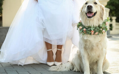 Tierische Begleiter auf der Hochzeit