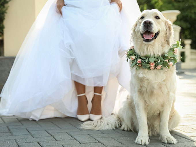 Animal companions at the wedding